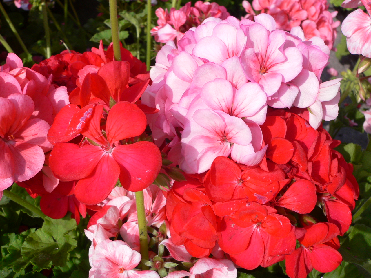 Rose Geranium